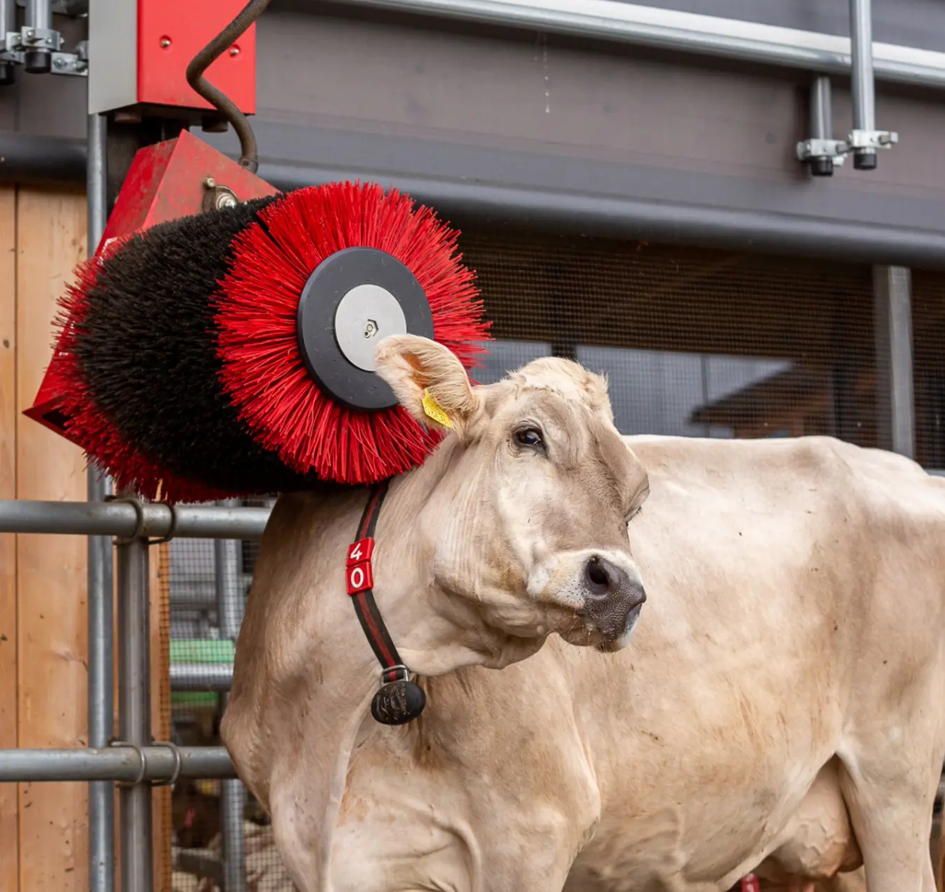 Brosse à vaches