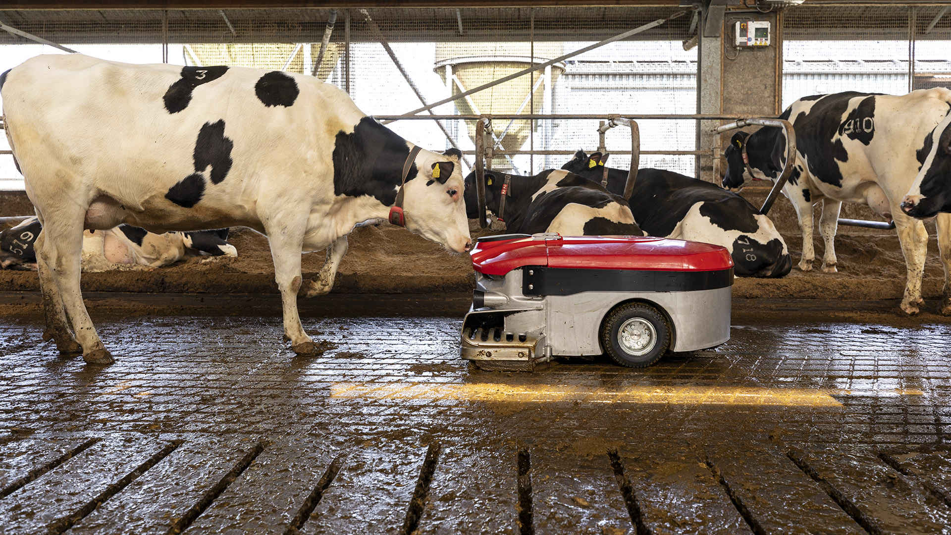 Lely Discovery robot racleur