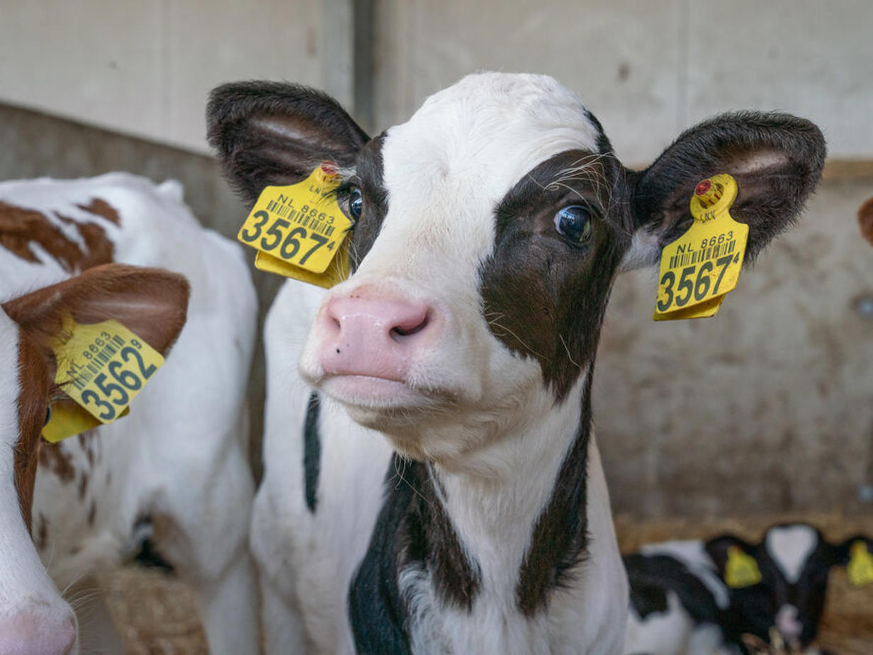 Pièces de salle de traite NR Agri